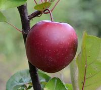Rødt æble Baya Marisa 